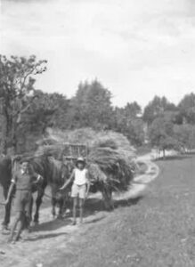 Histoire d'un grain de blé : les moissons au début du 20e siècle ...