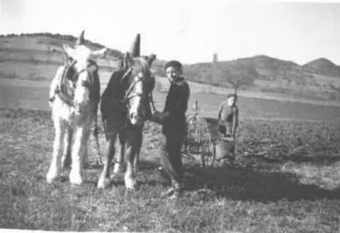 Histoire d'un grain de blé : les moissons au début du 20e siècle ...