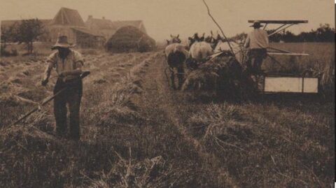 Histoire d'un grain de blé : les moissons au début du 20e siècle ...