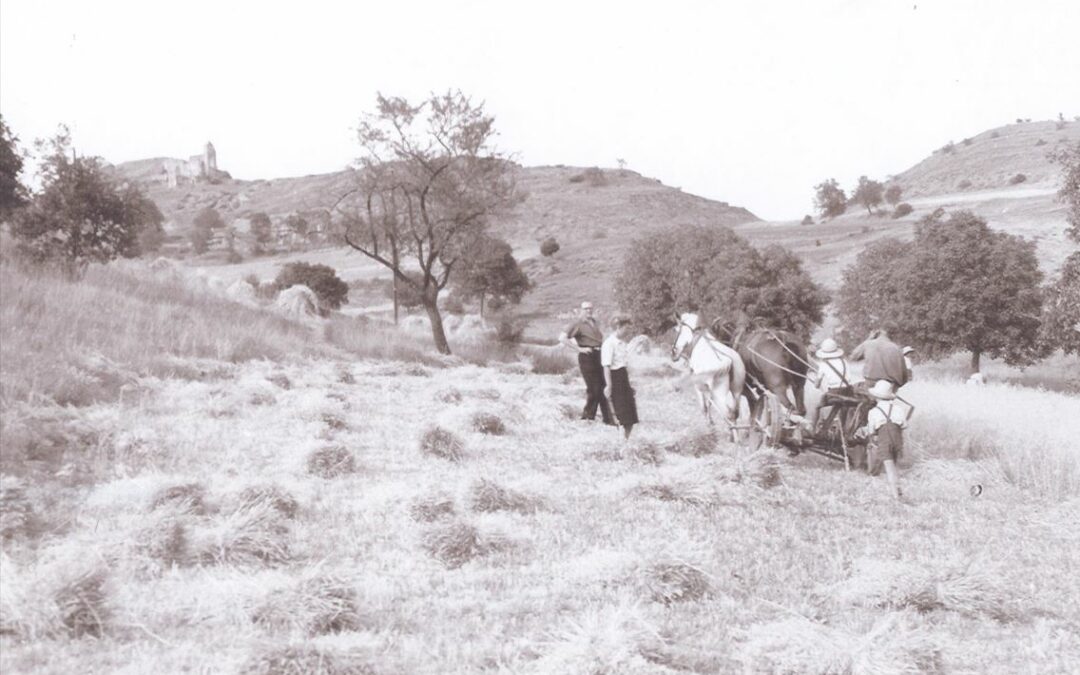 Histoire d’un grain de blé : les moissons au début du 20e siècle