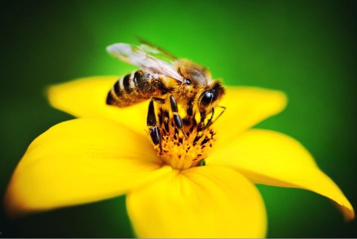 Abeille butinant ATC-Abeille butinant