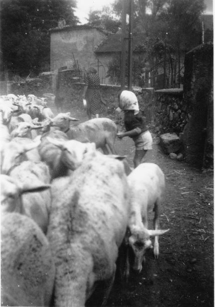 ATC Jarjayes- 1958 Troupeau de moutons à Jarjayes Brebis et Joëlle- photo M. Michel