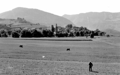 L’élevage à Jarjayes (Partie 2 – début 20e s. à nos jours )
